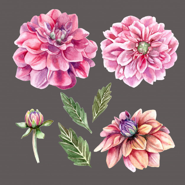 626x626 Realistic Watercolor Set Of Dahlia Flowers And Buds Vector