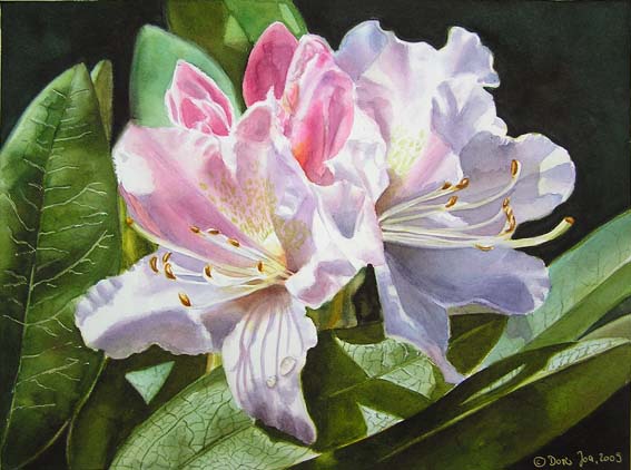 567x422 White Rhododendron In Watercolor, Watercolor Flower Painting