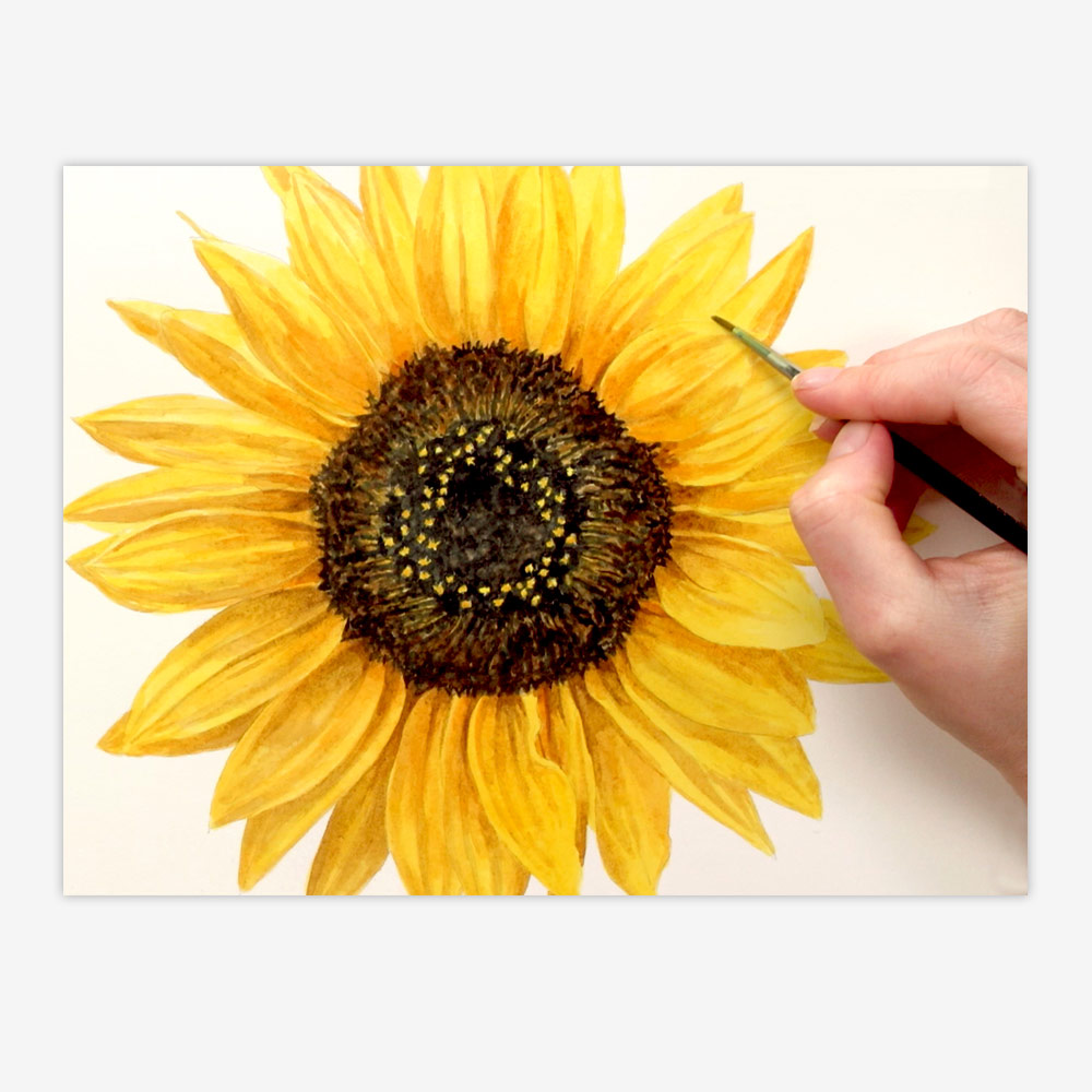 1000x1000 How To Paint A Realistic Sunflower In Watercolour