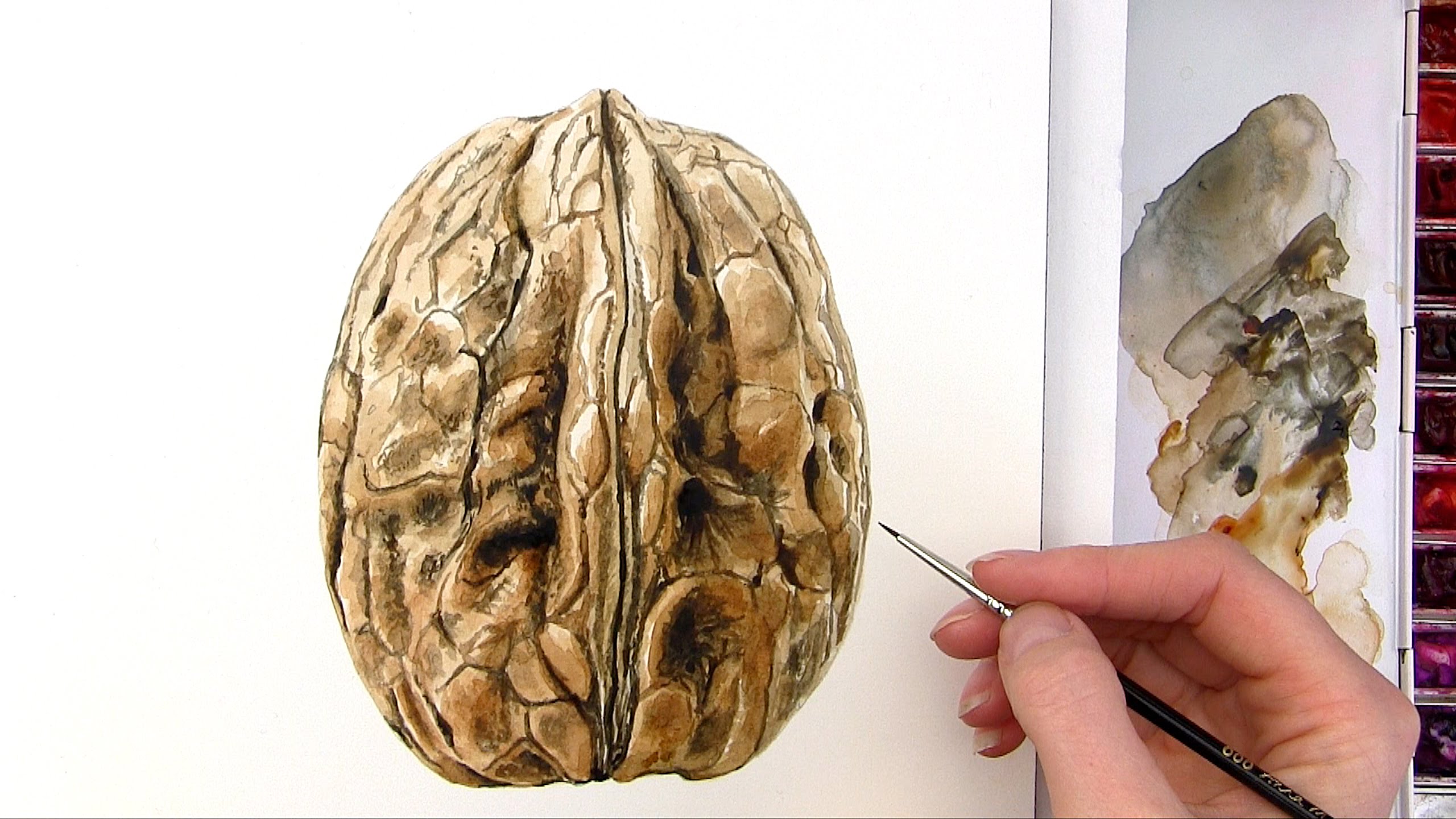 2560x1440 How To Paint A Realistic Walnut In Watercolor