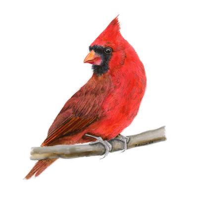 400x400 Red Cardinal Watercolor Animal Wall Decor Tiny Toes Design