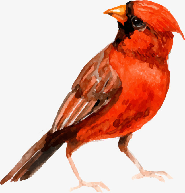 650x680 Vector Watercolor Painted Red Bird, Vector, Hand Painted