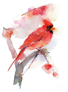 222x300 Cardinal Watercolor Paintings Fine Art America