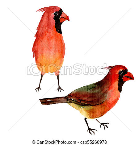 450x470 Sky Bird Red Cardinal In A Wildlife By Watercolor Style... Stock