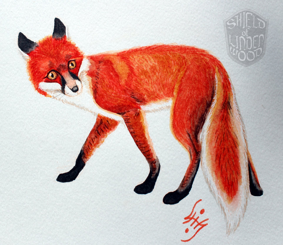 962x831 Red Fox In Watercolor By Lihy