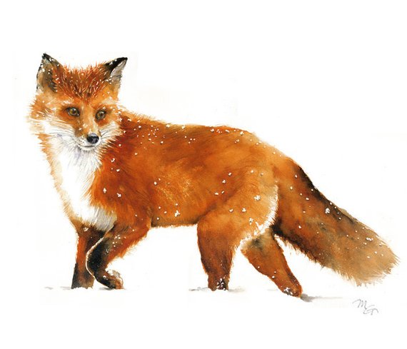 570x489 Red Fox Watercolor Giclee Print Woodland Red Fox Painting Etsy