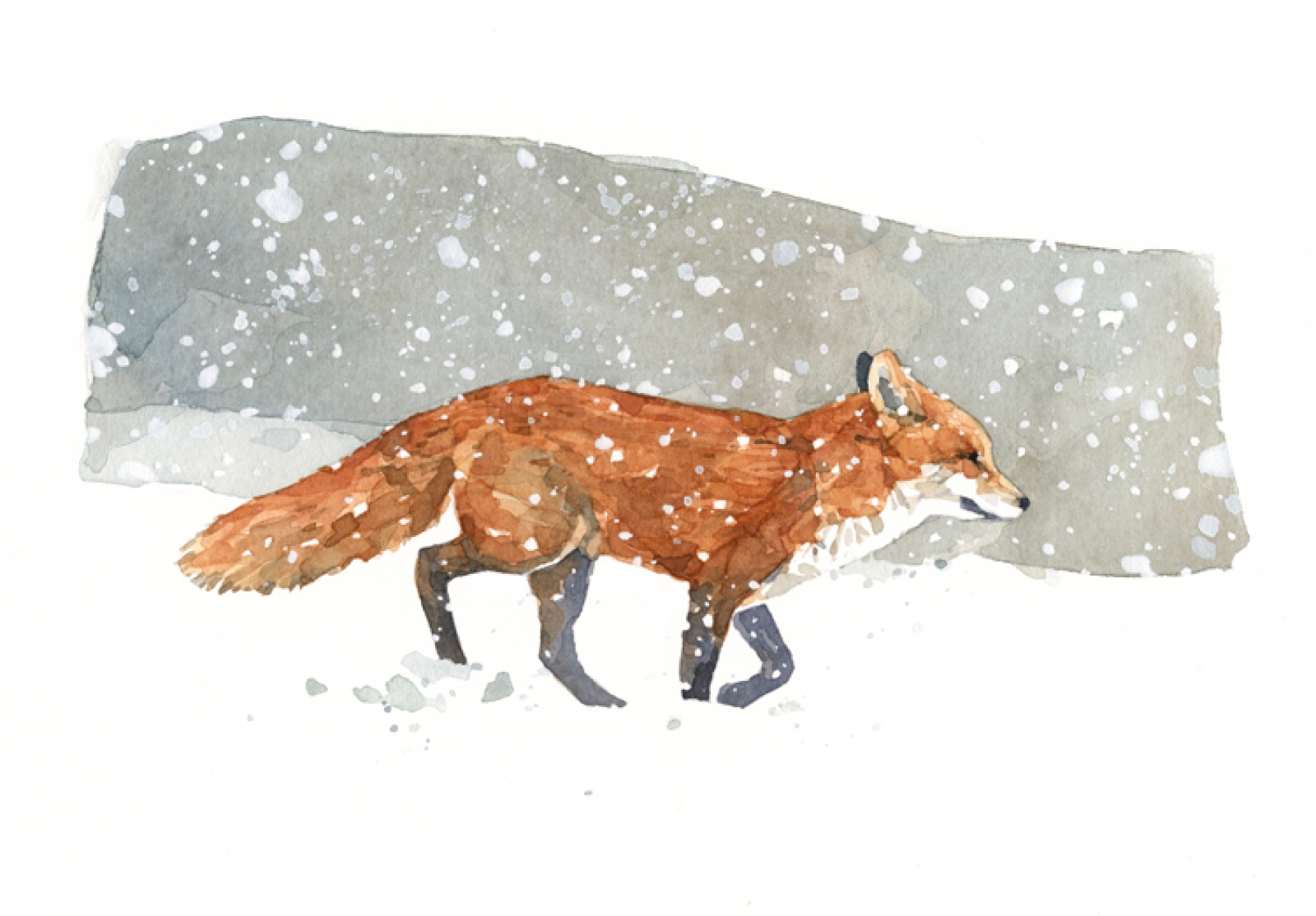 1600x1114 Red Fox Watercolor Print David Scheirer Watercolors