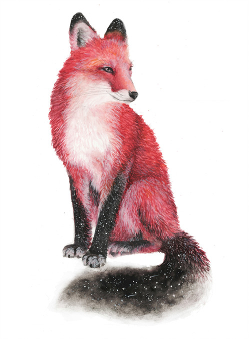 498x678 Red Fox