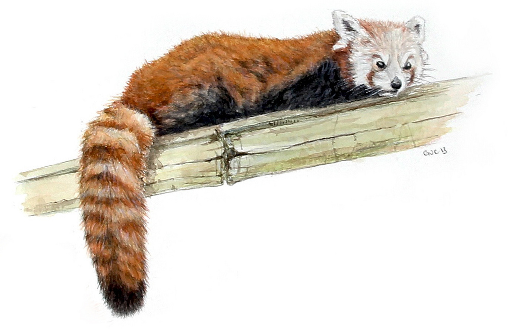 1024x653 Red Panda (Side) (Watercolor) Inspired By Photos Taken