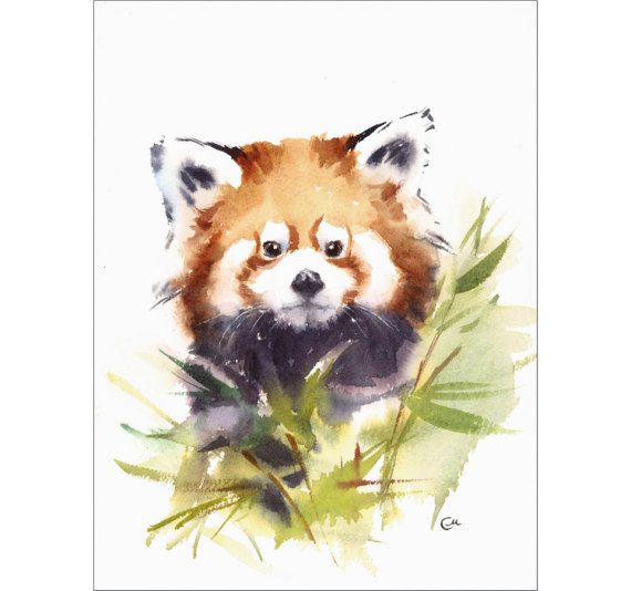 570x534 Red Panda