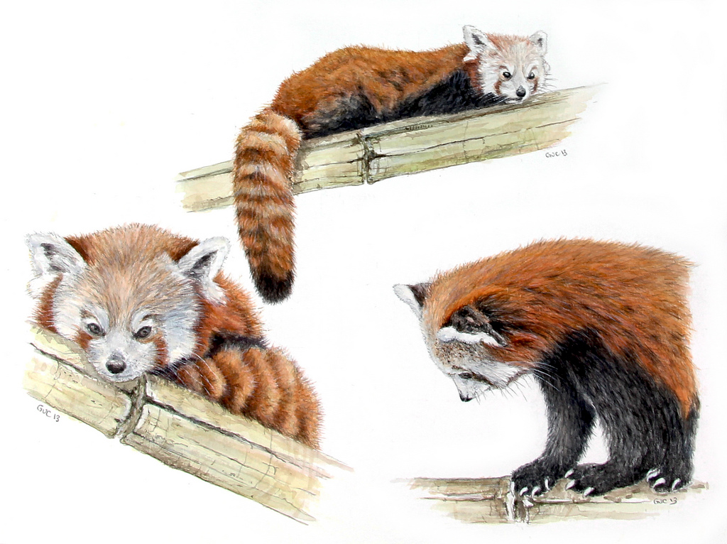1024x766 Red Panda Composition (Watercolor) Inspired By Photos