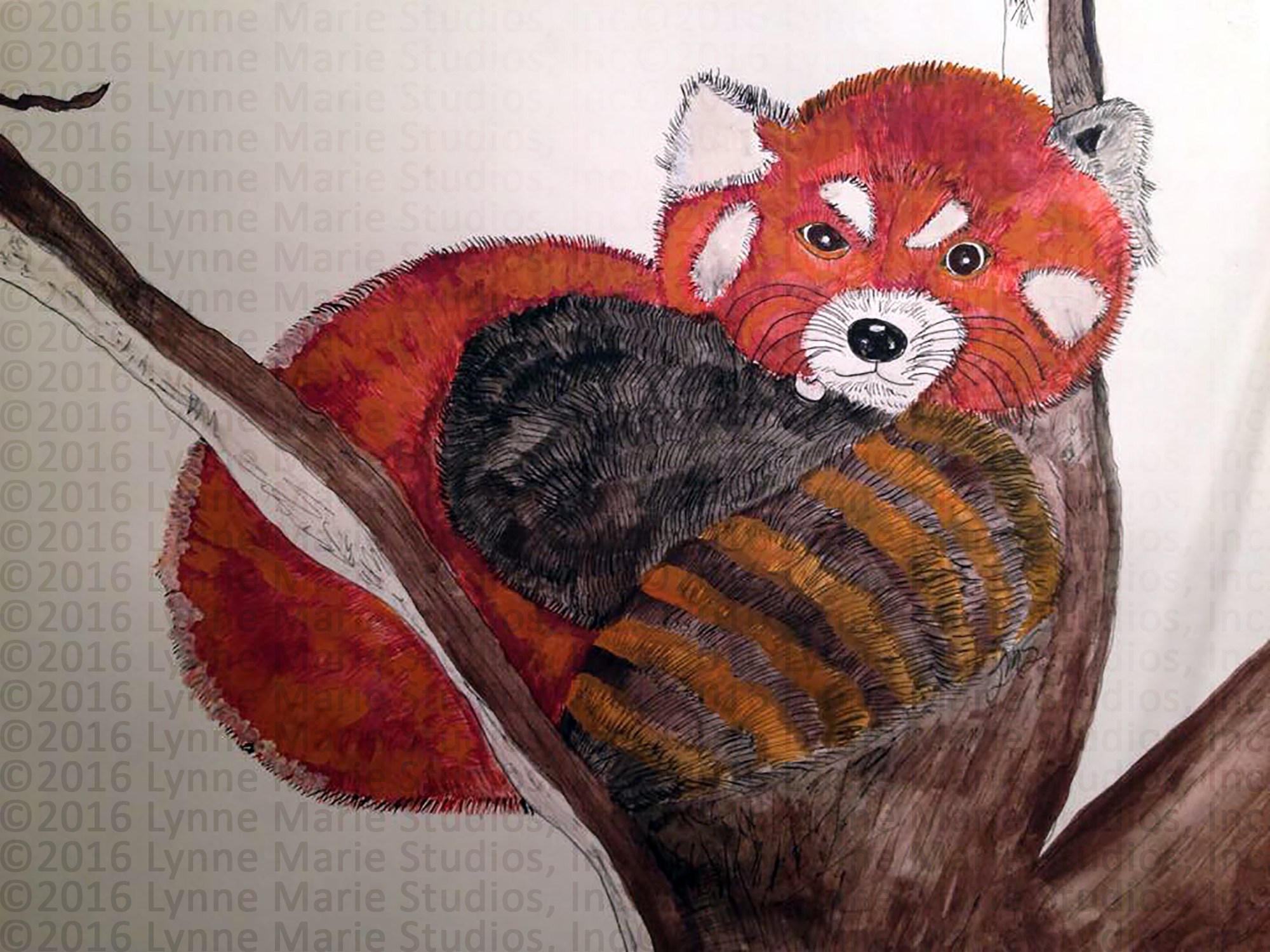 2000x1500 Red Panda In A Tree In Watercolor And Ink Fine Art Print X