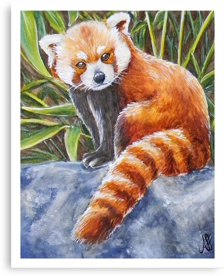 448x550 Red Panda Watercolor Canvas Prints By Amanda Faye Redbubble