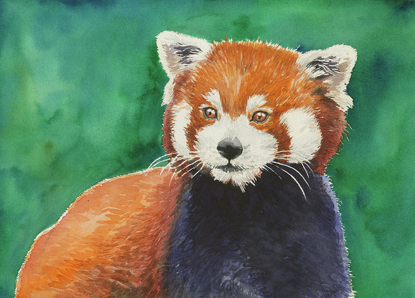 Red Panda Watercolor at GetDrawings | Free download