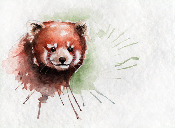600x439 Red Panda By Avindas