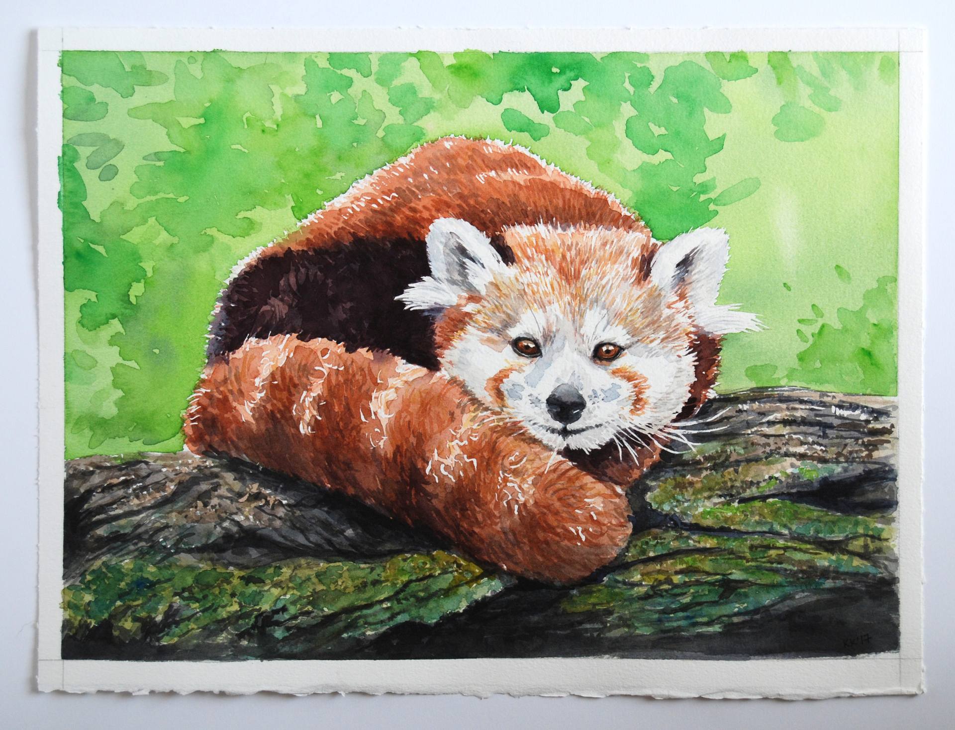 1920x1468 Red Panda Painting By Katerina Kirilova Saatchi Art