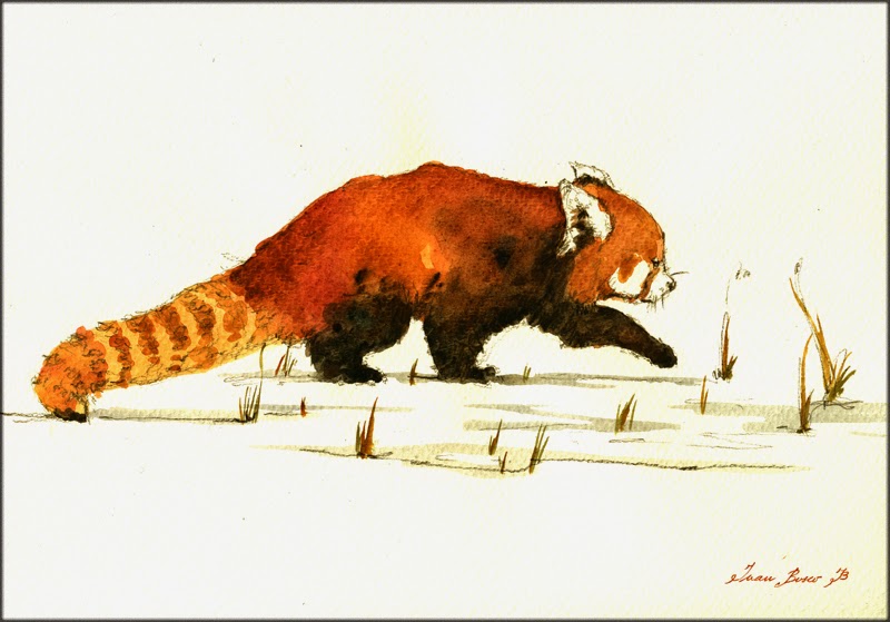 800x559 San Martin Arts Crafts Red Panda Lesser Panda .