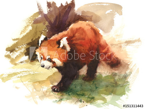 500x376 Watercolor Red Panda Animal Illustration Hand Drawn Wildlife
