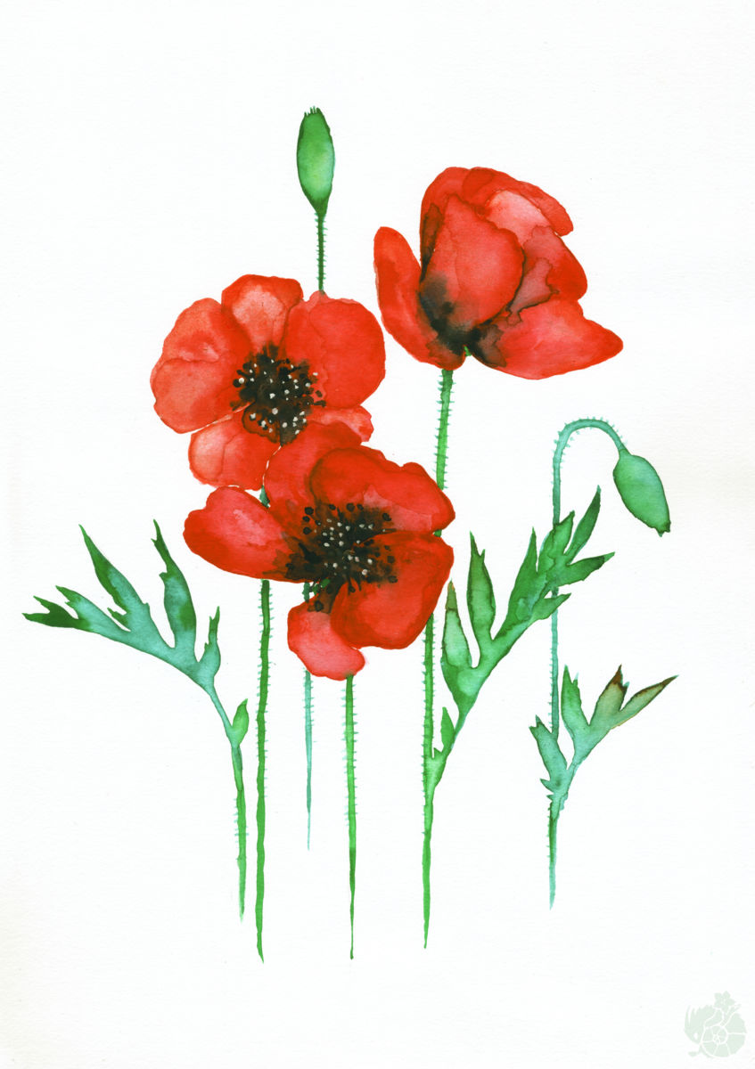847x1200 Red Poppies Watercolor (Evalyn)