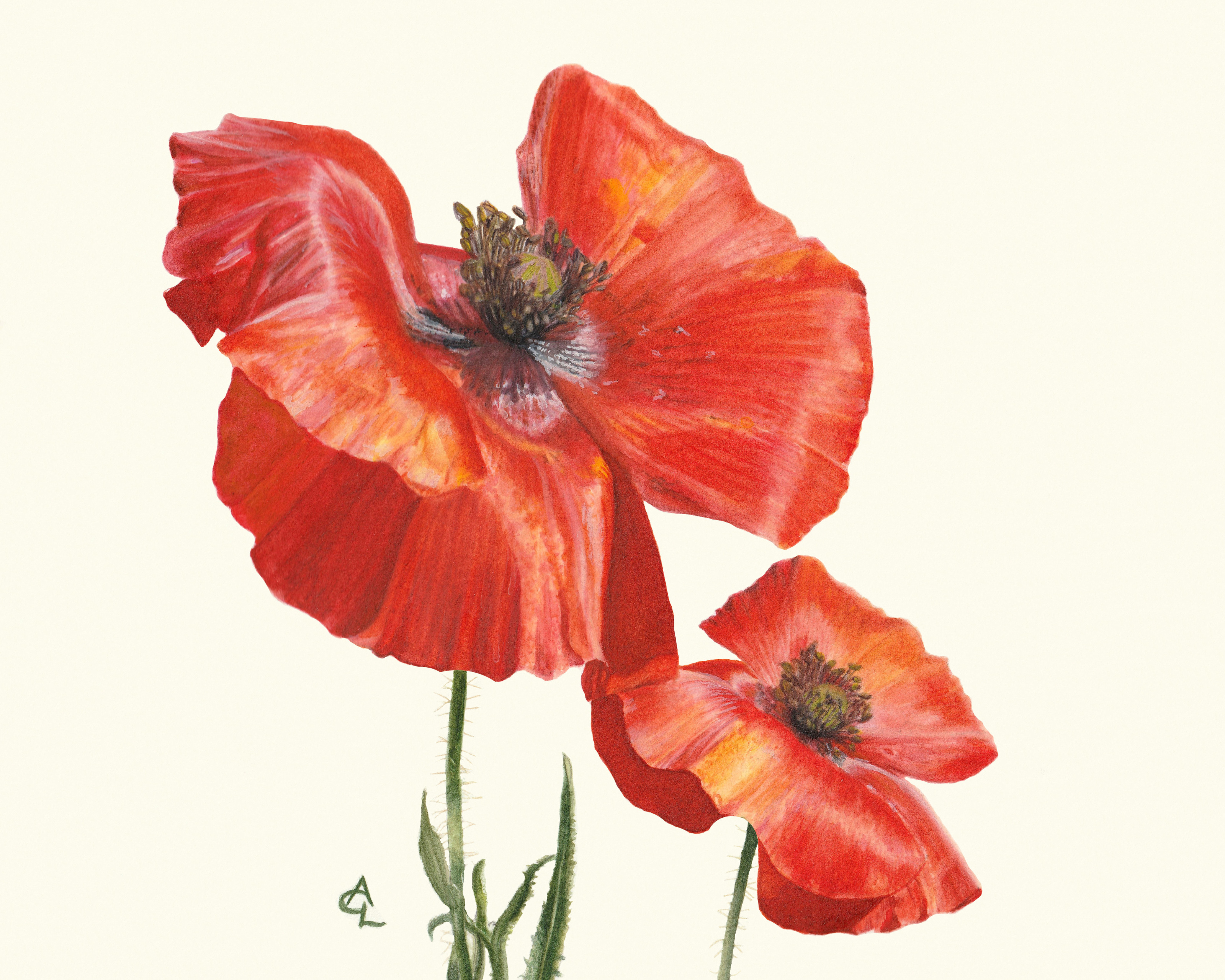 3199x2560 Red Poppies Watercolor Painting