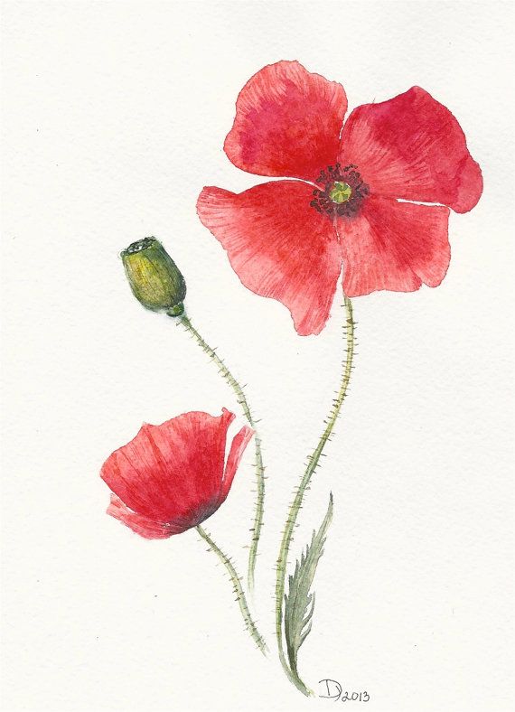 570x788 Flowers Original Watercolor Painting Red Poppy