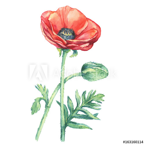 500x500 Red Poppies Flowers With A Bud (Papaver Somniferum, The Opium