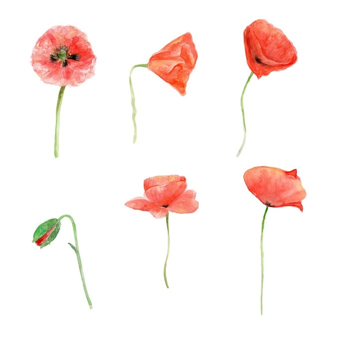 700x697 Red Poppy, Watercolor Flower Collection, Floral Hand Painted