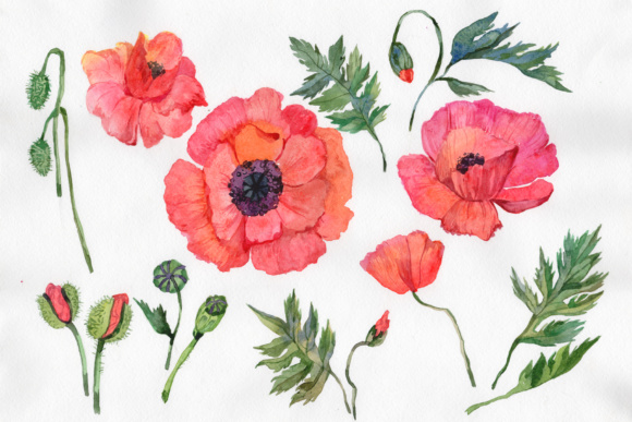 580x387 Red Poppy Png Watercolor Flowers Graphic By Mystocks