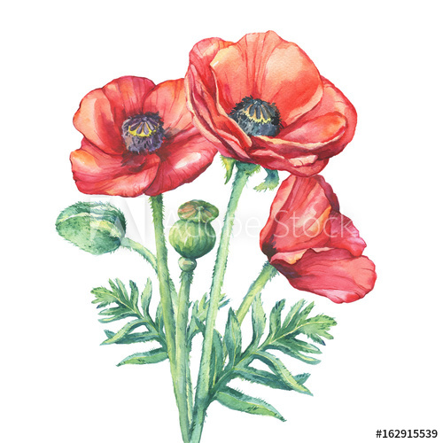 500x500 The Bouquet Flowering Red Poppies Flowers (Papaver Somniferum, The