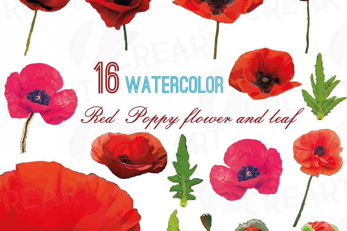 1200x800 Watercolor Red Poppy Flower And Leaf Clip Art Pack, Poppies Clip