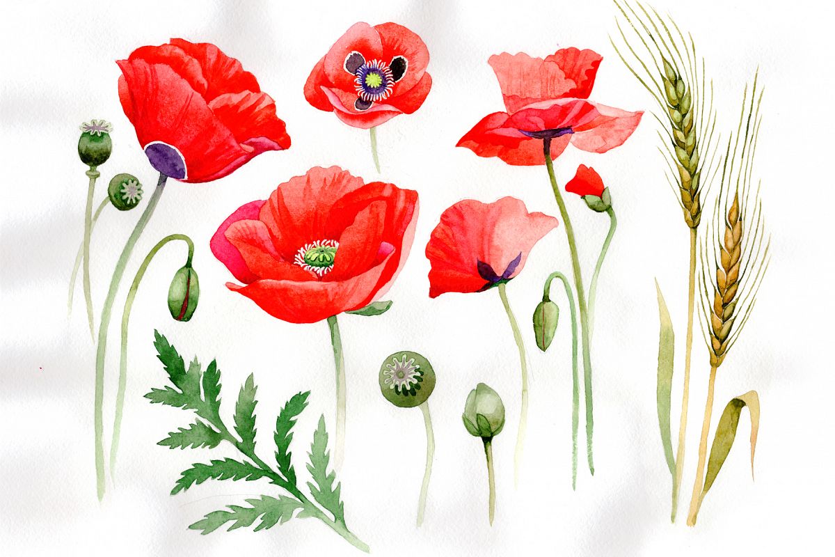 1200x800 Watercolor Cool Red Poppy Png Set
