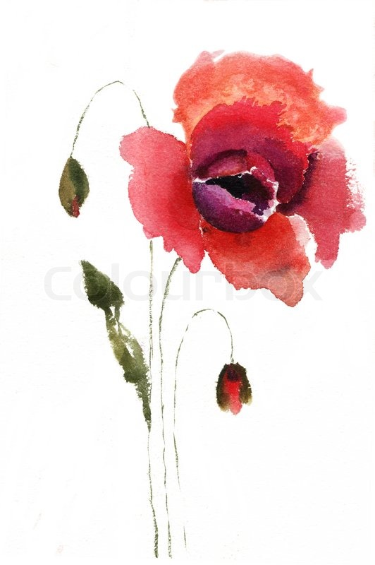 532x800 Watercolor Illustration Of Red Poppy Flower Stock Photo Colourbox