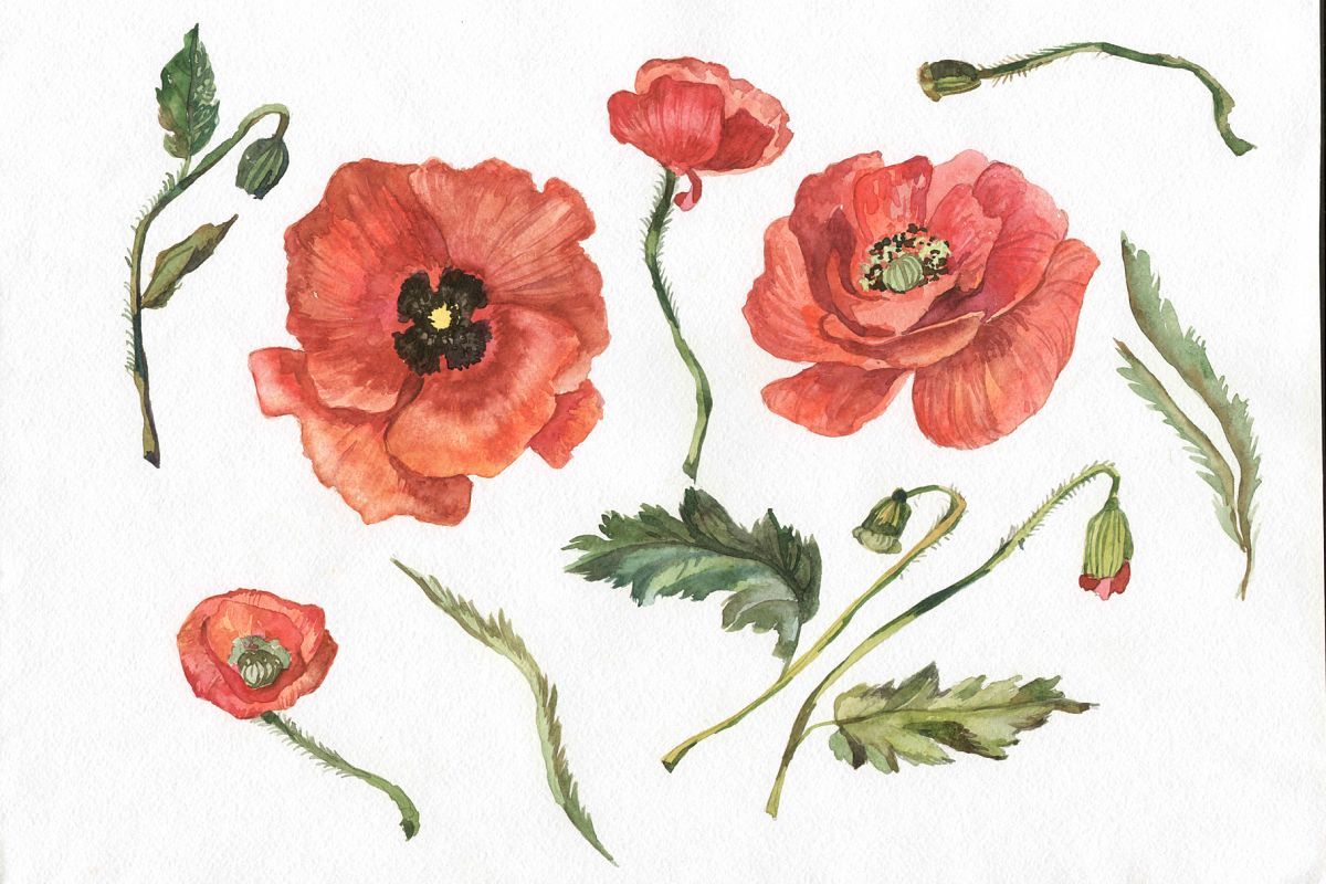 1200x800 Wildflower Red Poppy Png Watercolor Set