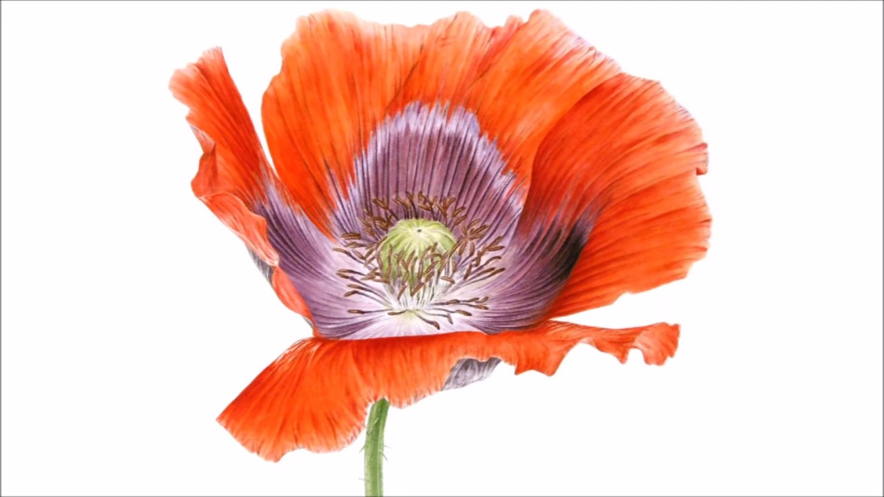 1280x720 How To Paint A Dramatic Deep Red Poppy In Watercolor Jarnie