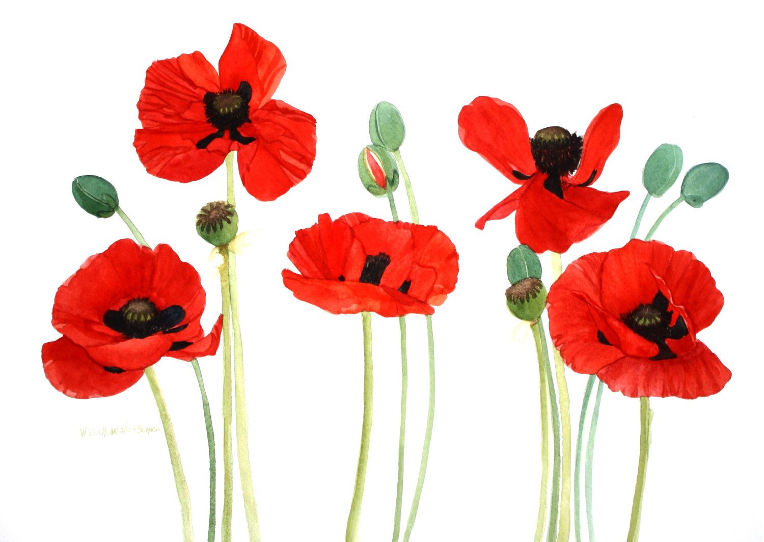 1500x1064 Poppy Flower Painting Watercolor Watercolor Painting Of Red