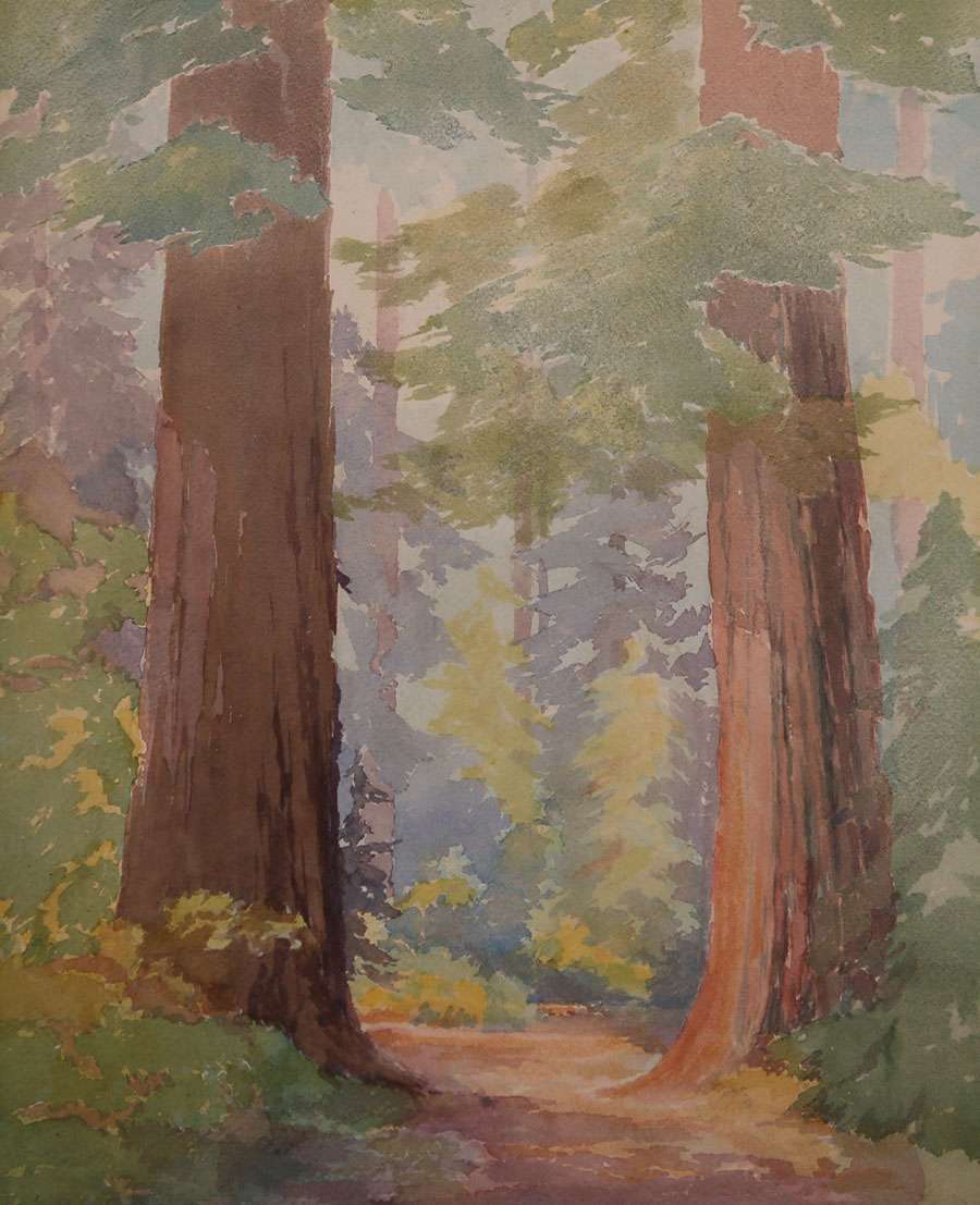 900x1107 Erwin Winterhalder Watercolor Redwood Trees California