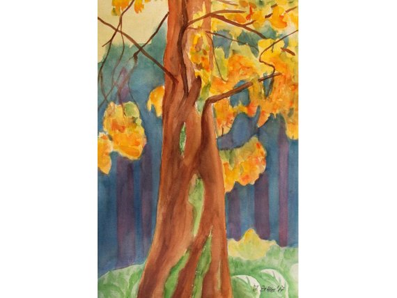 570x428 Mammuth Tree Large Original Painting Watercolor Painting Etsy