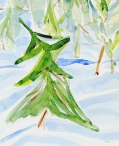 244x300 New Original Watercolor Painting Of Redwood