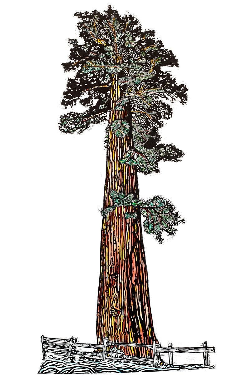 764x1220 Original Sequoia 3 Fish Studios