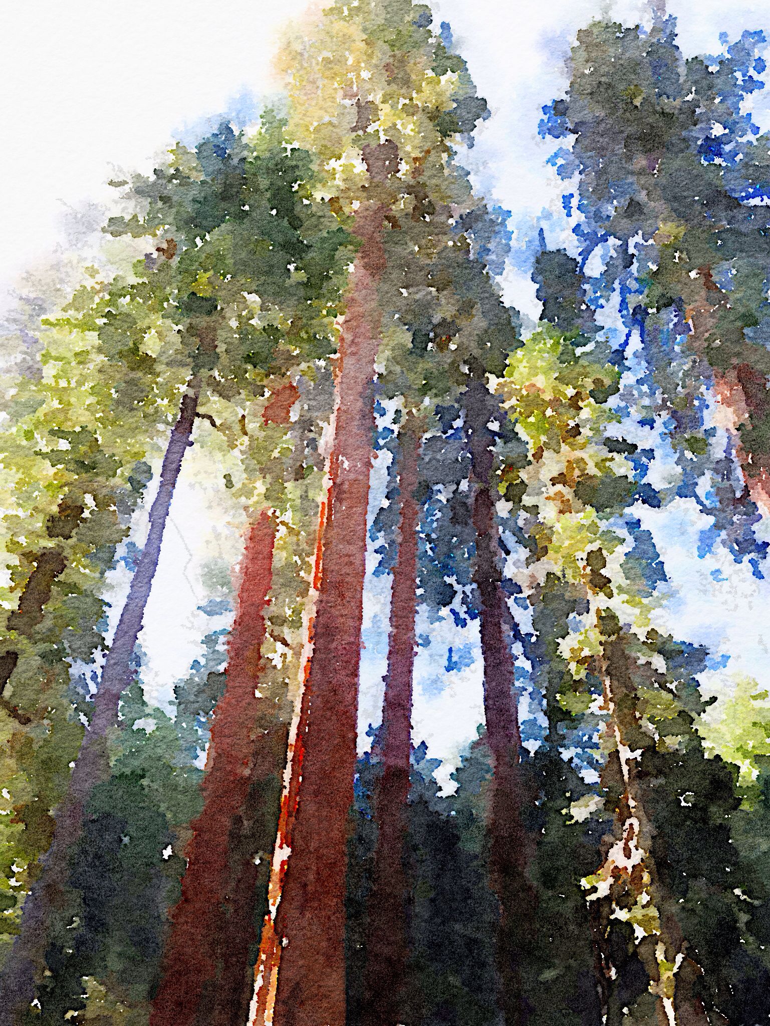 1537x2048 Redwood Trees Watercolor Art Watercolor