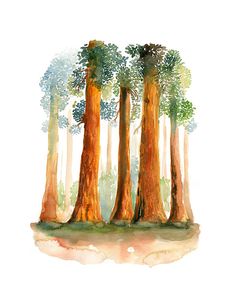 236x295 Redwood Trees Giclee Print Of Original Acrylic Painting 8x10