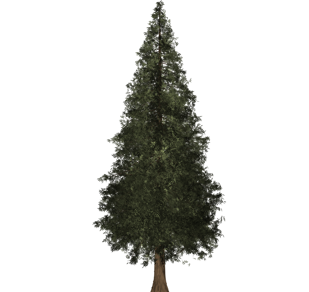 1080x1020 Collection Of Free Transparent Trees Redwood. Download On Ubisafe