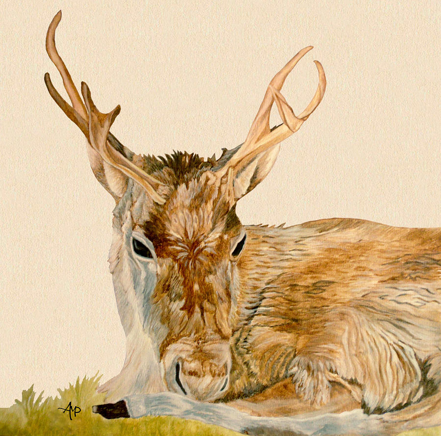 900x889 Reindeer Watercolor Painting By Angeles M Pomata