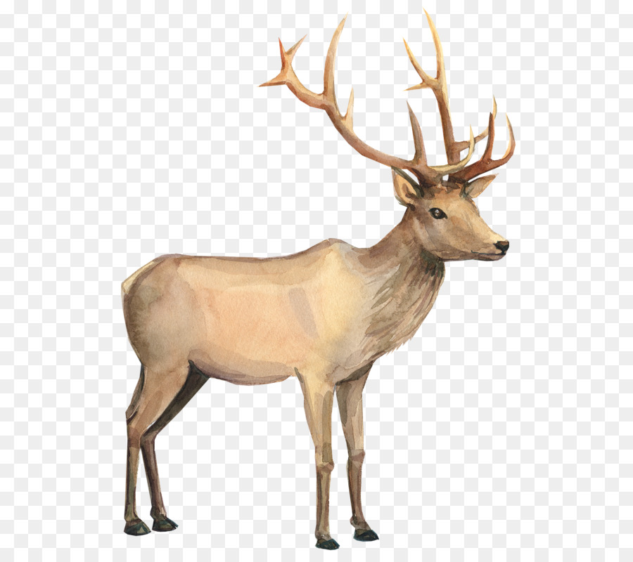 900x800 Reindeer Watercolor Painting Drawing