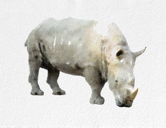 570x440 Rhino Watercolor By Novosadwatercolors Home Furniture Amp Decor