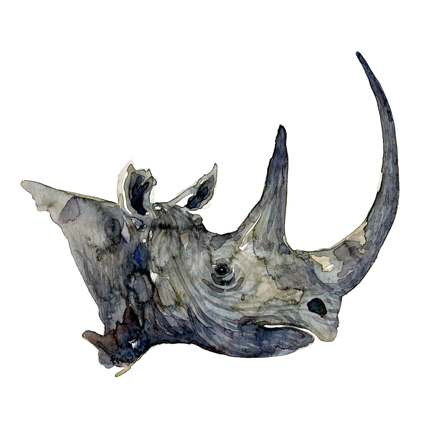 1400x1400 Rhino Head Watercolor Frits Ahlefeldt