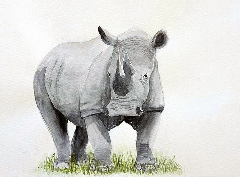 800x591 Watercolor Rhino By Salinasj