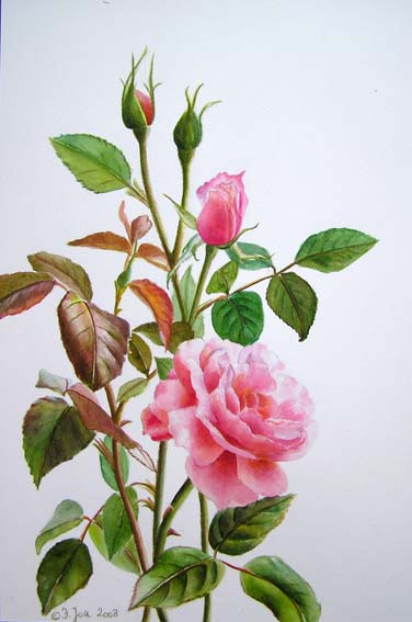 376x567 Original Watercolor Painting Of Romantic Pink Roses