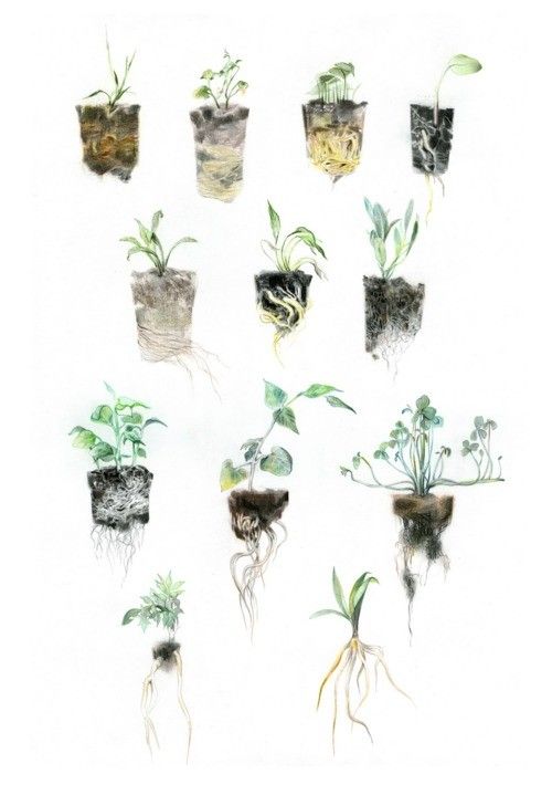 500x719 Roots. Beautiful Watercolour Art. Roots