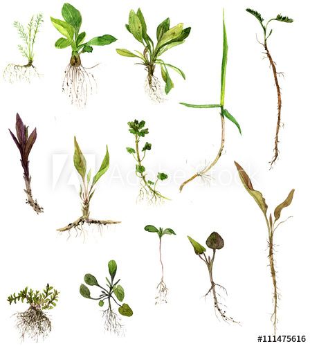 448x500 Set Of Watercolor Drawing Herbs With Roots